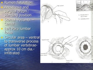 • Rumen fistulation:
• Anesthesia and
    surgical prepn.:
    standing position
•   Sternal recumb. –
    Camel
•   Left Para lumbar
    fossa
•   Circular area – ventral
    to transverse process
    of lumbar vertebrae-
    approx 10 cm dia.-
    infiltrated
 