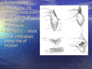 • Rumenotomy:
• Indications: FB,
  ruminal impaction,
  bloat, atony of
  omasum or
  abomasum
• Inverted L – block
• Local infiltration
  along line of
  incision
 