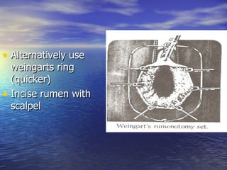 • Alternatively use
  weingarts ring
  (quicker)
• Incise rumen with
  scalpel
 