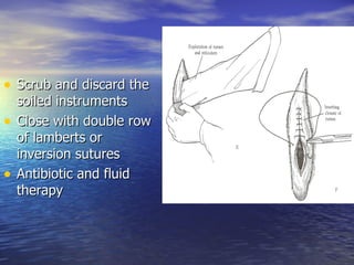 • Scrub and discard the
    soiled instruments
•   Close with double row
    of lamberts or
    inversion sutures
•   Antibiotic and fluid
    therapy
 