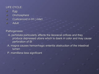 LIFE CYCLE: Egg Onchosphere Cysticercoid in IH ( mite) Adult Pathogenesis: A. perfoliata particularly affects the ileocecal orifices and they produce depressed ulcers which is dasrk in color and may cause perforation of SI A. magna causes hemorrhagic enteritis obstruction of the intestinal lumen P. mamillana less significant 