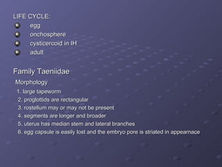 LIFE CYCLE: egg onchosphere cysticercoid in IH adult Family Taeniidae Morphology 1. large tapeworm 2. proglottids are rectangular 3. rostellum may or may not be present 4. segments are longer and broader 5. uterus has median stem and lateral branches 6. egg capsule is easily lost and the embryo pore is striated in appearnace 