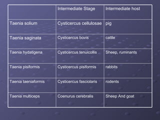 Sheep And goat Coenurus cerebralis Taenia multiceps rodents Cysticercus fasciolaris Taenia taeniaformis rabbits Cysticercus pisiformis Taenia pisiformis Sheep, ruminants Cysticercus tenuicollis Taenia hydatigena cattle Cysticercus bovis Taenia saginata pig Cysticercus cellulosae Taenia solium Intermediate host Intermediate Stage 