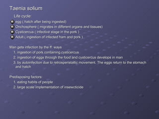 Taenia solium Life cycle: egg ( hatch after being ingested) Onchosphere ( migrates in different organs and tissues) Cysticercus ( infective stage in the pork ) Adult ( ingestion of infected ham and pork ) Man gets infection by the ff: ways 1. ingestion of pork containing cysticercus 2. ingestion of eggs through the food and cysticercus develops in man 3. by autoinfection due to retrosperistaltic movement. The eggs return to the stomach and hatch Predisposing factors: 1. eating habits of people 2. large scale implementation of insewcticide  