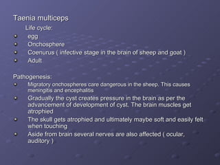 Taenia multiceps Life cycle: egg Onchosphere Coenurus ( infective stage in the brain of sheep and goat ) Adult Pathogenesis: Migratory onchospheres care dangerous in the sheep. This causes meningitis and encephalitis  Gradually the cyst creates pressure in the brain as per the advancement of development of cyst. The brain muscles get atrophied The skull gets atrophied and ultimately maybe soft and easily felt when touching Aside from brain several nerves are also affected ( ocular, auditory ) 