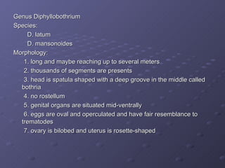 Genus Diphyllobothrium Species: D. latum D. mansonoides Morphology: 1. long and maybe reaching up to several meters 2. thousands of segments are presents 3. head is spatula shaped with a deep groove in the middle called bothria 4. no rostellum 5. genital organs are situated mid-ventrally  6. eggs are oval and operculated and have fair resemblance to trematodes 7. ovary is bilobed and uterus is rosette-shaped 