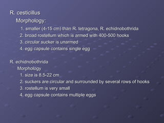 R. cesticillus Morphology: 1. smaller (4-15 cm) than R. tetragona, R. echidnobothrida 2. broad rostellum which is armed with 400-500 hooks 3. circular sucker is unarmed 4. egg capsule contains single egg R. echidnobothrida Morphology 1. size is 8.5-22 cm 2. suckers are circular and surrounded by several rows of hooks 3. rostellum is very small 4. egg capsule contains multiple eggs 