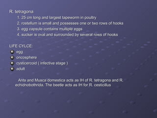 R. tetragona 1. 25 cm long and largest tapeworm in poultry 2. rostellum is small and possesses one or two rows of hooks  3. egg capsule contains multiple eggs 4. sucker is oval and surrounded by several rows of hooks LIFE CYLCE: egg oncosphere cysticercoid ( infective stage ) adult Ants and Musca domestica acts as IH of R. tetragona and R. echidnobothrida. The beetle acts as IH for R. cesticillus 