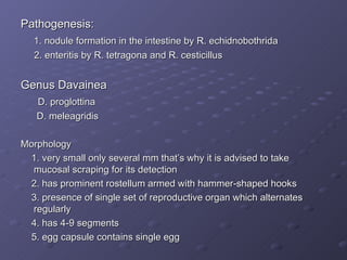 Pathogenesis: 1. nodule formation in the intestine by R. echidnobothrida 2. enteritis by R. tetragona and R. cesticillus Genus Davainea D. proglottina D. meleagridis Morphology 1. very small only several mm that’s why it is advised to take mucosal scraping for its detection 2. has prominent rostellum armed with hammer-shaped hooks 3. presence of single set of reproductive organ which alternates regularly 4. has 4-9 segments 5. egg capsule contains single egg 