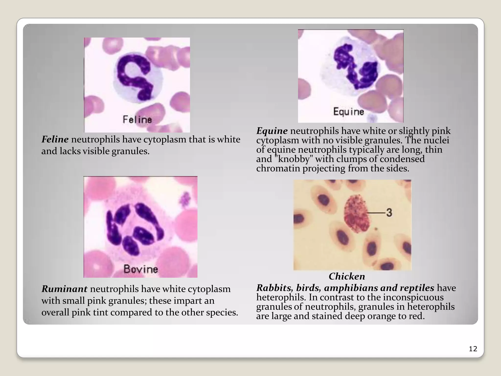 Veterinary Histology of Blood | PPTX