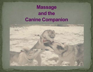 Massage and the Canine Companion 