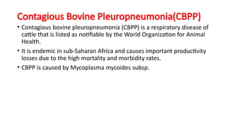 Veterinary Medicine 1 fungal diseases Nov 2023.pptx