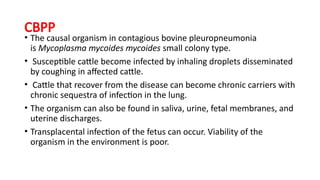 Veterinary Medicine 1 fungal diseases Nov 2023.pptx