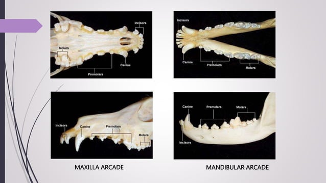 VETERINARY TOOTH ANATOMY AN OVERVIEW.pptx