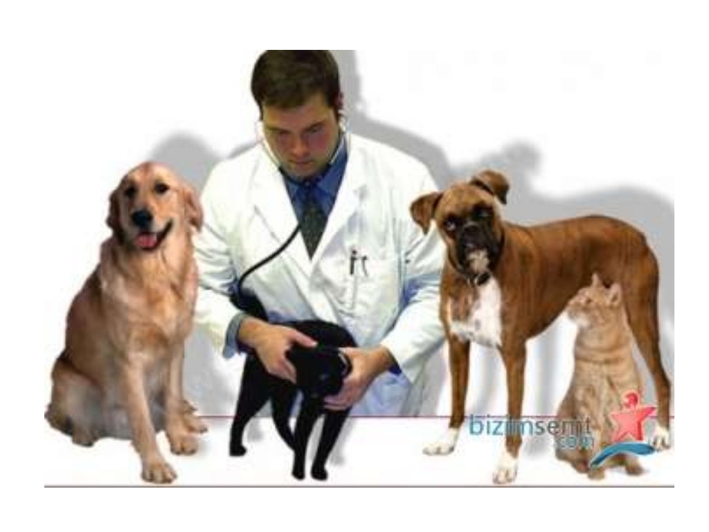 Alibeyköy Acil Veteriner //0537 578 55 69\ Alibeyköy 7/24 Acil Veter…