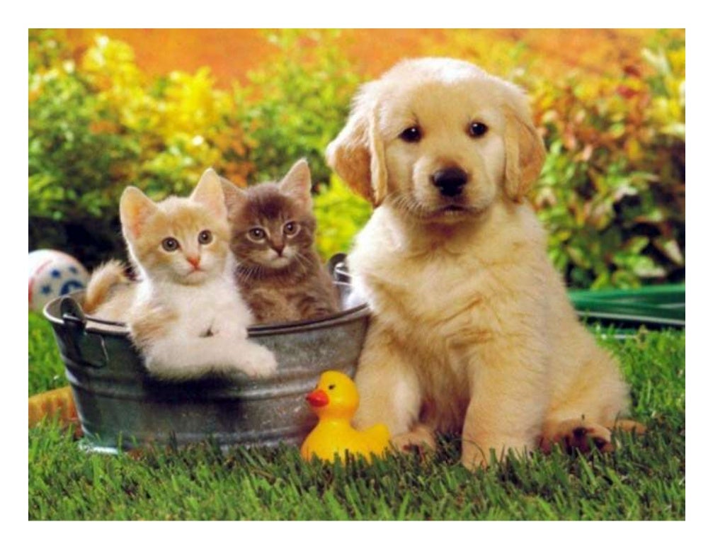 Karaköy Acil Veteriner //0537 578 55 69\ Karaköy 7/24 Acil Veteriner…