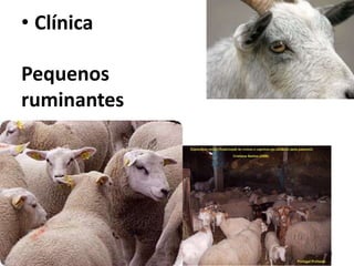 A profissão
• Clínica
Tratar animais doentes
E fazer a prevenção de
doenças!
16/8/2013
A Veterinária - Maria Thereza do Amaral e
Floriano P. Barciela Filho
24
• Pequenos animais
• Grandes animais e
animais de produção
• Pequenos ruminantes
• Silvestres
 