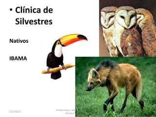 • Clínica
Pequenos
animais
16/8/2013
A Veterinária - Maria Thereza do Amaral e
Floriano P. Barciela Filho
26
 