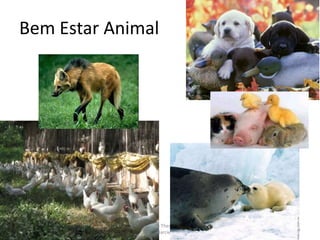 INTERFACES DE ATUAÇÃO
16/8/2013
A Veterinária - Maria Thereza do Amaral e
Floriano P. Barciela Filho
51
 