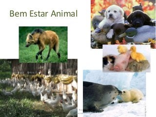 Bem Estar Animal
16/8/2013
A Veterinária - Maria Thereza do Amaral e
Floriano P. Barciela Filho
58
 