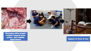 Appear in front of law
Necropsy after proper
written request from
police and wildlife
department
 