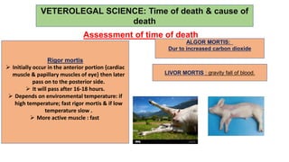 VETEROLEGAL SCIENCE: Time of death & cause of
death
Assessment of time of death
Rigor mortis
 Initially occur in the anterior portion {cardiac
muscle & papillary muscles of eye} then later
pass on to the posterior side.
 It will pass after 16-18 hours.
 Depends on environmental temperature: if
high temperature; fast rigor mortis & if low
temperature slow .
 More active muscle : fast
ALGOR MORTIS:
Dur to increased carbon dioxide
LIVOR MORTIS : gravity fall of blood.
 