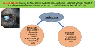 Corneal opacity: if we get the head only as evidence ;aqueous humor –absorbed within 24 hours& if
there is presence of aqueous humor so we can conclude that animal died before 24 hrs.
Head cut case
Before death
 Clots and fibrin
 Congestion
&hyperemic
changes
 Histopathology:
inflammatory
cells
After death
 No fibrin
 No neutrophils
& inflammatory
cells
 