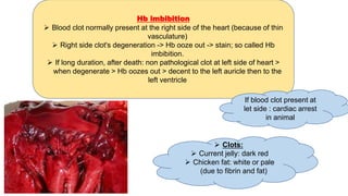 Hb imbibition
 Blood clot normally present at the right side of the heart (because of thin
vasculature)
 Right side clot's degeneration -> Hb ooze out -> stain; so called Hb
imbibition.
 If long duration, after death: non pathological clot at left side of heart >
when degenerate > Hb oozes out > decent to the left auricle then to the
left ventricle
If blood clot present at
let side : cardiac arrest
in animal
 Clots:
 Current jelly: dark red
 Chicken fat: white or pale
(due to fibrin and fat)
 