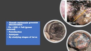 • Pseudo melanosis: greenish
discoloration
• Fe + H2S -> FeS {green
colored}
• Putrefaction
• Autolysis
• By studying stages of larva
 