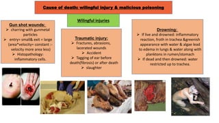 Cause of death: wilingful injury & malicious poisoning
Wilingful injuries
Gun shot wounds:
 charring with gunmetal
particles
 entry= small& exit = large
(area*velocity= constant :-
velocity more area less)
 Histopathology:
inflammatory cells.
Traumatic injury:
 Fractures, abrasions,
lacerated wounds
 Accident
 Tagging of ear before
death(fibrosis) or after death
 slaughter
Drowning:
 If live and drowned: inflammatory
reaction, froth in trachea &greenish
appearance with water & algae lead
to edema in lungs & water along with
planktons in rumen/stomach
 If dead and then drowned: water
restricted up to trachea.
 