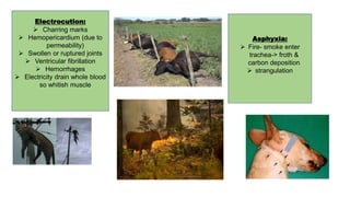 Electrocution:
 Charring marks
 Hemopericardium (due to
permeability)
 Swollen or ruptured joints
 Ventricular fibrillation
 Hemorrhages
 Electricity drain whole blood
so whitish muscle
Asphyxia:
 Fire- smoke enter
trachea-> froth &
carbon deposition
 strangulation
 