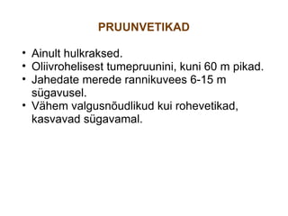 PRUUNVETIKAD Ainult hulkraksed.  Oliivrohelisest tumepruunini, kuni 60 m pikad. Jahedate merede rannikuvees 6-15 m sügavusel.  Vähem valgusnõudlikud kui rohevetikad, kasvavad sügavamal. 