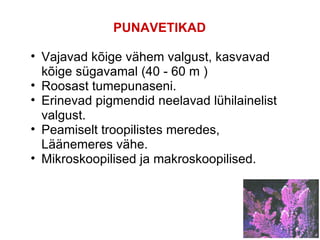PUNAVETIKAD Vajavad kõige vähem valgust, kasvavad kõige sügavamal (40 - 60 m ) Roosast tumepunaseni. Erinevad pigmendid neelavad lühilainelist valgust. Peamiselt troopilistes meredes, Läänemeres vähe.  Mikroskoopilised ja makroskoopilised. 