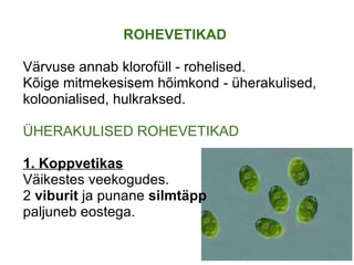 ROHEVETIKAD Värvuse annab klorofüll - rohelised. Kõige mitmekesisem hõimkond - üherakulised, koloonialised, hulkraksed.   ÜHERAKULISED ROHEVETIKAD   1. Koppvetikas Väikestes veekogudes. 2  viburit  ja punane  silmtäpp paljuneb eostega. 