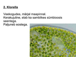2. Klorella   Veekogudes, märjal maapinnal. Kerakujuline, elab ka samblikes sümbioosis seentega. Paljuneb eostega. 