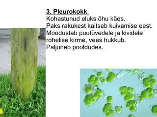 3. Pleurokokk  Kohastunud eluks õhu käes. Paks rakukest kaitseb kuivamise eest. Moodustab puutüvedele ja kividele     rohelise kirme, vees hukkub.  Paljuneb pooldudes. 