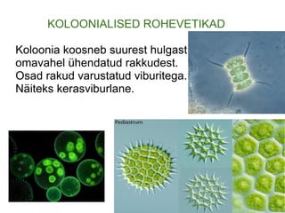 KOLOONIALISED ROHEVETIKAD   Koloonia koosneb suurest hulgast  omavahel ühendatud rakkudest.  Osad rakud varustatud viburitega. Näiteks kerasviburlane. 