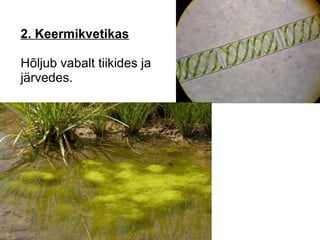 2. Keermikvetikas   Hõljub vabalt tiikides ja  järvedes. 