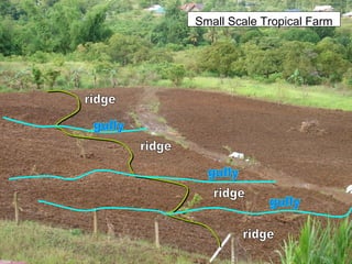 Small Scale Tropical Farm
 
