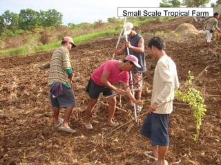 Small Scale Tropical Farm
 