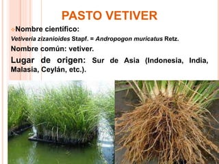 PASTO VETIVER
Nombre científico:
Vetiveria zizanioides Stapf. = Andropogon muricatus Retz.
Nombre común: vetiver.
Lugar de origen: Sur de Asia (Indonesia, India,
Malasia, Ceylán, etc.).
 
