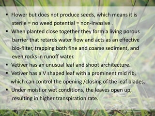 Research on Vetiver Grass used in Landscape Architecture | PPTX