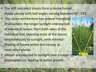 Research on Vetiver Grass used in Landscape Architecture | PPTX