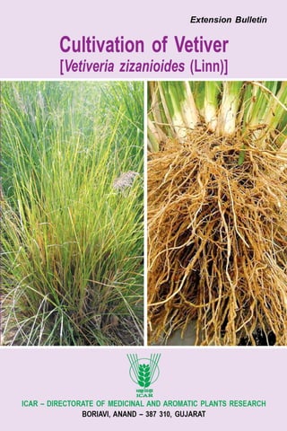 Production technology of Vetiver