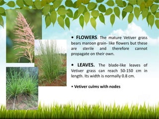 vetiver-grass.pptx