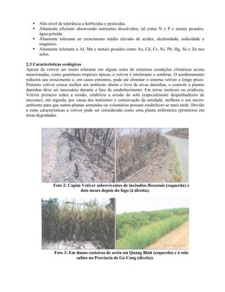 • Alto nível de tolerância a herbicidas e pesticidas.
• Altamente eficiente absorvendo nutrientes dissolvidos, tal como N e P e metais pesados,
água poluída.
• Altamente tolerante ao crescimento médio elevado de acidez, alcalinidade, sodicidade e
magnésio.
• Altamente tolerante a Al, Mn e metais pesados como As, Cd, Cr, Ni, Pb, Hg, Se e Zn nos
solos.
2.3 Características ecológicas
Apesar da vetiver ser muito tolerante em alguns solos de extremas condições climáticas acima
mencionadas, como gramíneas tropicais típicas, a vetiver é intolerante a sombras. O sombreamento
reduzirá seu crescimento e, em casos extremos, pode até eliminar o sistema vetiver a longo prazo.
Portanto vetiver cresce melhor em ambiente aberto e livre de ervas daninhas, o controle a plantas
daninhas deve ser necessário durante a fase de estabelecimento. Em terras instáveis ou erodíveis,
Vetiver primeiro reduz a erosão, estabiliza a erosão do solo (especialmente despenhadeiros de
encostas), em seguida, por causa dos nutrientes e conservação da umidade, melhora o seu micro-
ambiente para que outras plantas semeadas ou voluntárias possam estabelecer-se mais tarde. Devido
a estas características a vetiver pode ser considerado como uma planta enfermeira (protetora) em
áreas degradadas.
Foto 2: Capim Vetiver sobreviventes de incêndios florestais (esquerda) e
dois meses depois do fogo (à direita).
Foto 3: Em dunas costeiras de areia em Quang Binh (esquerda) e a solo
salino na Província de Go Cong (direita).
 