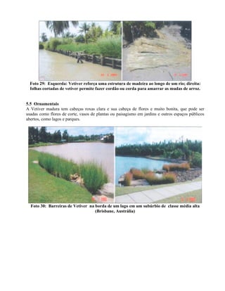 Foto 29: Esquerda: Vetiver reforça uma estrutura de madeira ao longo de um rio; direita:
folhas cortadas de vetiver permite fazer cordão ou corda para amarrar as mudas de arroz.
5.5 Ornamentais
A Vetiver madura tem cabeças roxas clara e sua cabeça de flores e muito bonita, que pode ser
usadas como flores de corte, vasos de plantas ou paisagismo em jardins e outros espaços públicos
abertos, como lagos e parques.
Foto 30: Barreiras de Vetiver na borda de um lago em um subúrbio de classe média alta
(Brisbane, Austrália)
 