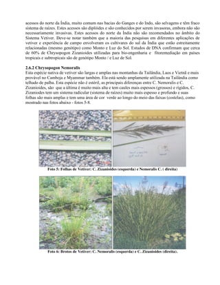 acessos do norte da Índia, muito comum nas bacias do Ganges e do Indo, são selvagens e têm fraco
sistema de raízes. Estes acessos são diplóides e são conhecidos por serem invasoras, embora não são
necessariamente invasivas. Estes acessos do norte da Índia não são recomendados no âmbito do
Sistema Vetiver. Deve-se notar também que a maioria das pesquisas em diferentes aplicações de
vetiver e experiência de campo envolveram os cultivares do sul da Índia que estão estreitamente
relacionadas (mesmo genótipo) como Monto e Luz do Sol. Estudos de DNA confirmam que cerca
de 60% de Chrysopogon Zizanioides utilizadas para bio-engenharia e fitoremediação em países
tropicais e subtropicais são de genótipo Monto / e Luz de Sol.
2.6.2 Chrysopogon Nemoralis
Esta espécie nativa de vetiver são largas e amplas nas montanhas da Tailândia, Laos e Vietnã e mais
provável no Camboja e Myammar também. Ela está sendo amplamente utilizada na Tailândia como
telhado de palha. Esta espécie não é estéril, as principais diferenças entre C. Nemoralis e C.
Zizanioides, são que a última é muito mais alta e tem caules mais espessos (grossos) e rígidos, C.
Zizaniodes tem um sistema radicular (sistema de raízes) muito mais espesso e profundo e suas
folhas são mais amplas e tem uma área de cor verde ao longo do meio das faixas (costelas), como
mostrado nas fotos abaixo - fotos 5-8.
Foto 5: Folhas de Vetiver: C. Zizanioides (esquerda) e Nemoralis C. ( direita)
Foto 6: Brotos de Vetiver: C. Nemoralis (esquerda) e C. Zizanioides (direita).
 