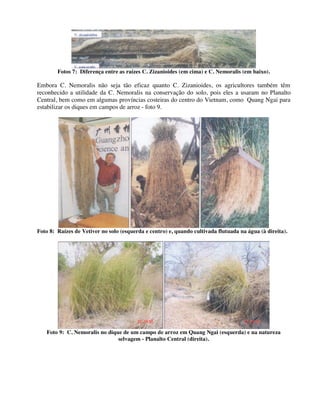 Fotos 7: Diferença entre as raízes C. Zizanioides (em cima) e C. Nemoralis (em baixo).
Embora C. Nemoralis não seja tão eficaz quanto C. Zizanioides, os agricultores também têm
reconhecido a utilidade da C. Nemoralis na conservação do solo, pois eles a usaram no Planalto
Central, bem como em algumas províncias costeiras do centro do Vietnam, como Quang Ngai para
estabilizar os diques em campos de arroz - foto 9.
Foto 8: Raízes de Vetiver no solo (esquerda e centro) e, quando cultivada flutuada na água (à direita).
Foto 9: C. Nemoralis no dique de um campo de arroz em Quang Ngai (esquerda) e na natureza
selvagem - Planalto Central (direita).
 