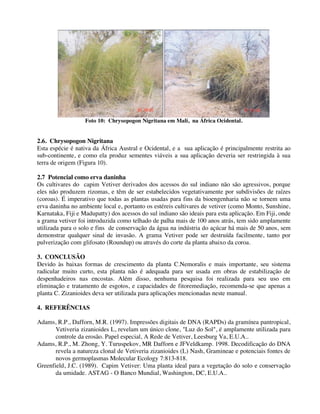 Foto 10: Chrysopogon Nigritana em Mali, na África Ocidental.
2.6. Chrysopogon Nigritana
Esta espécie é nativa da África Austral e Ocidental, e a sua aplicação é principalmente restrita ao
sub-continente, e como ela produz sementes viáveis a sua aplicação deveria ser restringida à sua
terra de origem (Figura 10).
2.7 Potencial como erva daninha
Os cultivares do capim Vetiver derivados dos acessos do sul indiano não são agressivos, porque
eles não produzem rizomas, e têm de ser estabelecidos vegetativamente por subdivisões de raízes
(coroas). É imperativo que todas as plantas usadas para fins da bioengenharia não se tornem uma
erva daninha no ambiente local e, portanto os estéreis cultivares de vetiver (como Monto, Sunshine,
Karnataka, Fiji e Madupatty) dos acessos do sul indiano são ideais para esta aplicação. Em Fiji, onde
a grama vetiver foi introduzida como telhado de palha mais de 100 anos atrás, tem sido amplamente
utilizada para o solo e fins de conservação da água na indústria do açúcar há mais de 50 anos, sem
demonstrar qualquer sinal de invasão. A grama Vetiver pode ser destruída facilmente, tanto por
pulverização com glifosato (Roundup) ou através do corte da planta abaixo da coroa.
3. CONCLUSÃO
Devido às baixas formas de crescimento da planta C.Nemoralis e mais importante, seu sistema
radicular muito curto, esta planta não é adequada para ser usada em obras de estabilização de
despenhadeiros nas encostas. Além disso, nenhuma pesquisa foi realizada para seu uso em
eliminação e tratamento de esgotos, e capacidades de fitoremediação, recomenda-se que apenas a
planta C. Zizanioides deva ser utilizada para aplicações mencionadas neste manual.
4. REFERÊNCIAS
Adams, R.P., Dafforn, M.R. (1997). Impressões digitais de DNA (RAPDs) da gramínea pantropical,
Vetiveria zizanioides L, revelam um único clone, "Luz do Sol", é amplamente utilizada para
controle da erosão. Papel especial, A Rede de Vetiver, Leesburg Va, E.U.A..
Adams, R.P., M. Zhong, Y. Turuspekov, MR Dafforn e JFVeldkamp. 1998. Decodificação do DNA
revela a natureza clonal de Vetiveria zizanioides (L) Nash, Gramineae e potenciais fontes de
novos germoplasmas Molecular Ecology 7:813-818.
Greenfield, J.C. (1989). Capim Vetiver: Uma planta ideal para a vegetação do solo e conservação
da umidade. ASTAG - O Banco Mundial, Washington, DC, E.U.A..
 